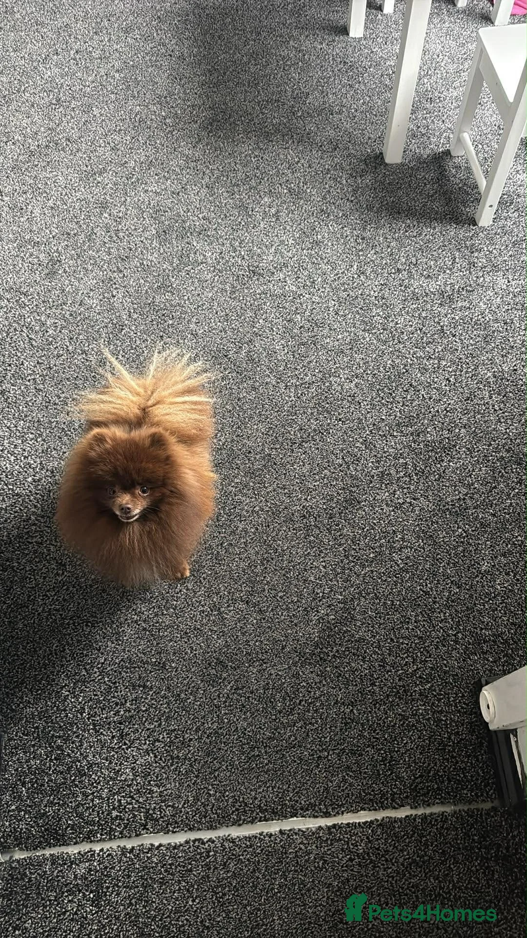 Pomeranian dogs for sale: Pomeranian male  - Advert 1