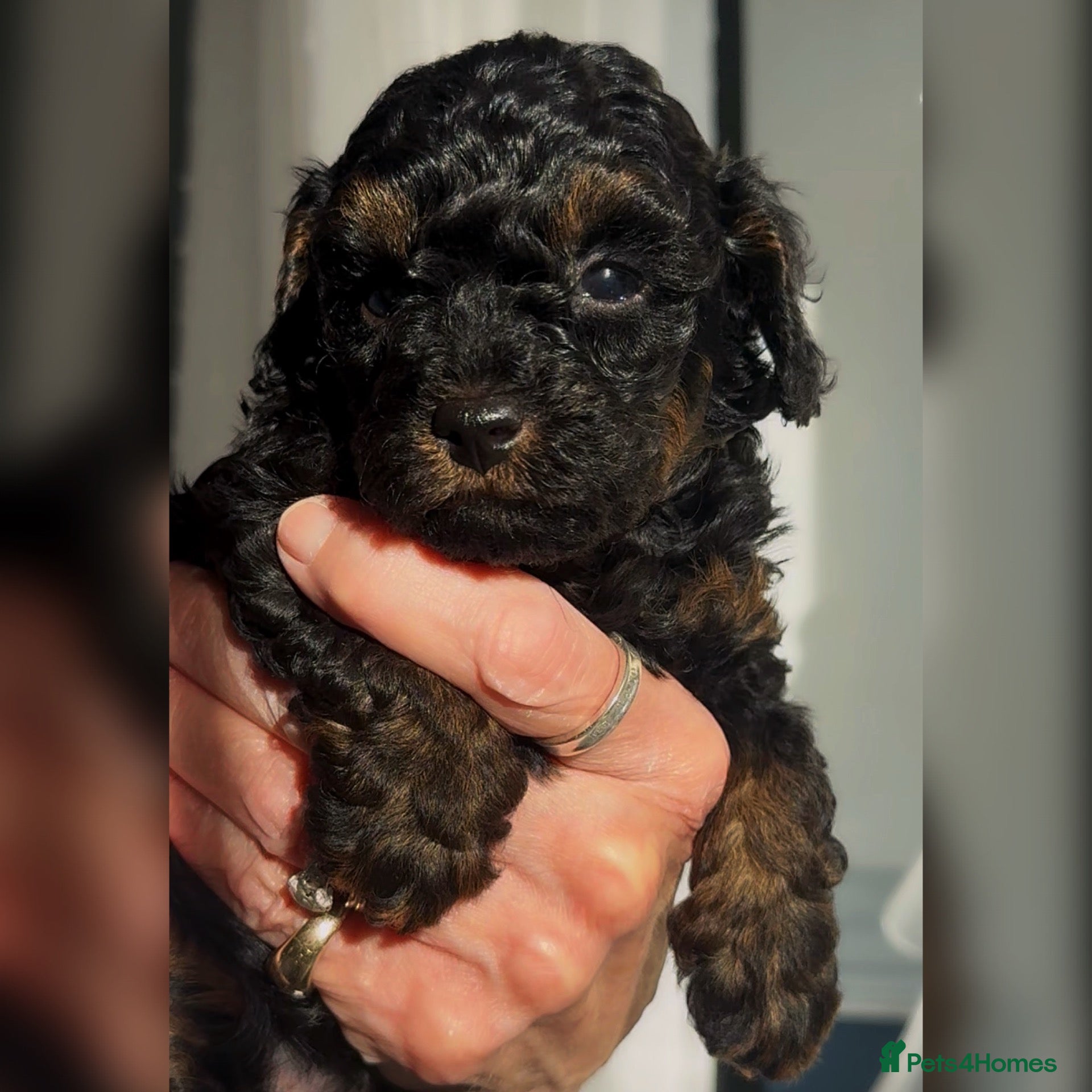 Toy Poodle dogs Exquisite small Toy Poodles  - Advert 1