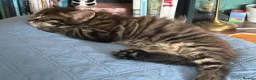Mixed Breed cats for sale: 3 beautiful kitties. Playful and brave! - Advert 8