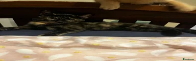 🐱 Beautiful Female Kitten Looking for a Loving Home