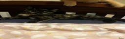 Mixed Breed cats for sale: 🐱 4 Kittens & Their Mum Looking for a Loving Home in Enfield - Advert 7