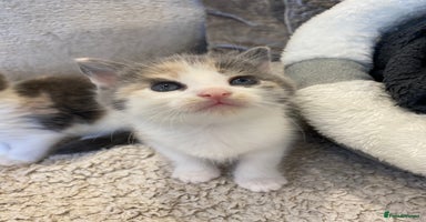 Mixed Breed cats - Advert 7