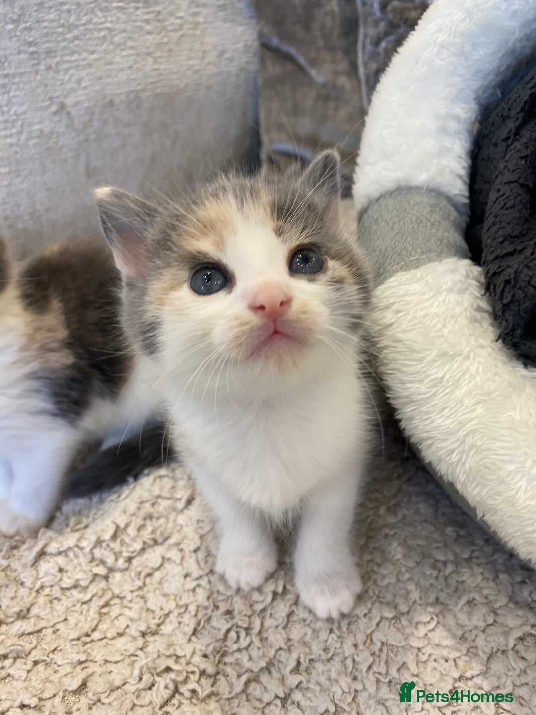 Mixed Breed cats for sale: 4 beautiful calico girls. 3 rare dilute calicos - Image 3