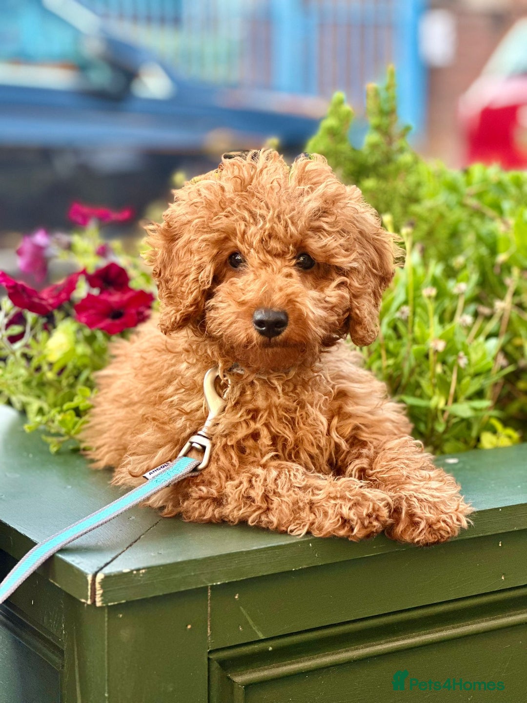 Miniature Poodle dogs for stud: Rufus  - Advert 24