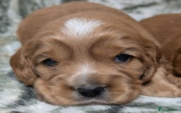 Cockalier dogs for sale: Stunning Health Tested Cockalier Puppies - Image 17