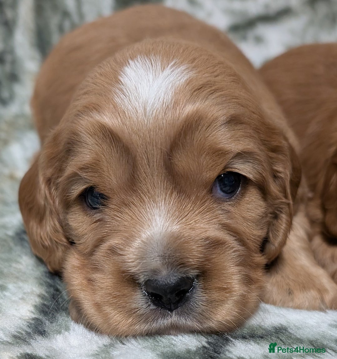 Cockalier dogs for sale: Stunning Health Tested Cockalier Puppies - Image 17