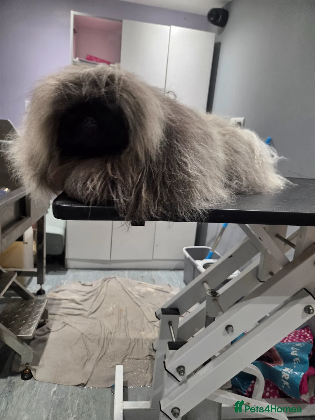 Pekingese dogs for stud: TRUE QUALITY PEKINGESE STUD - Advert 2
