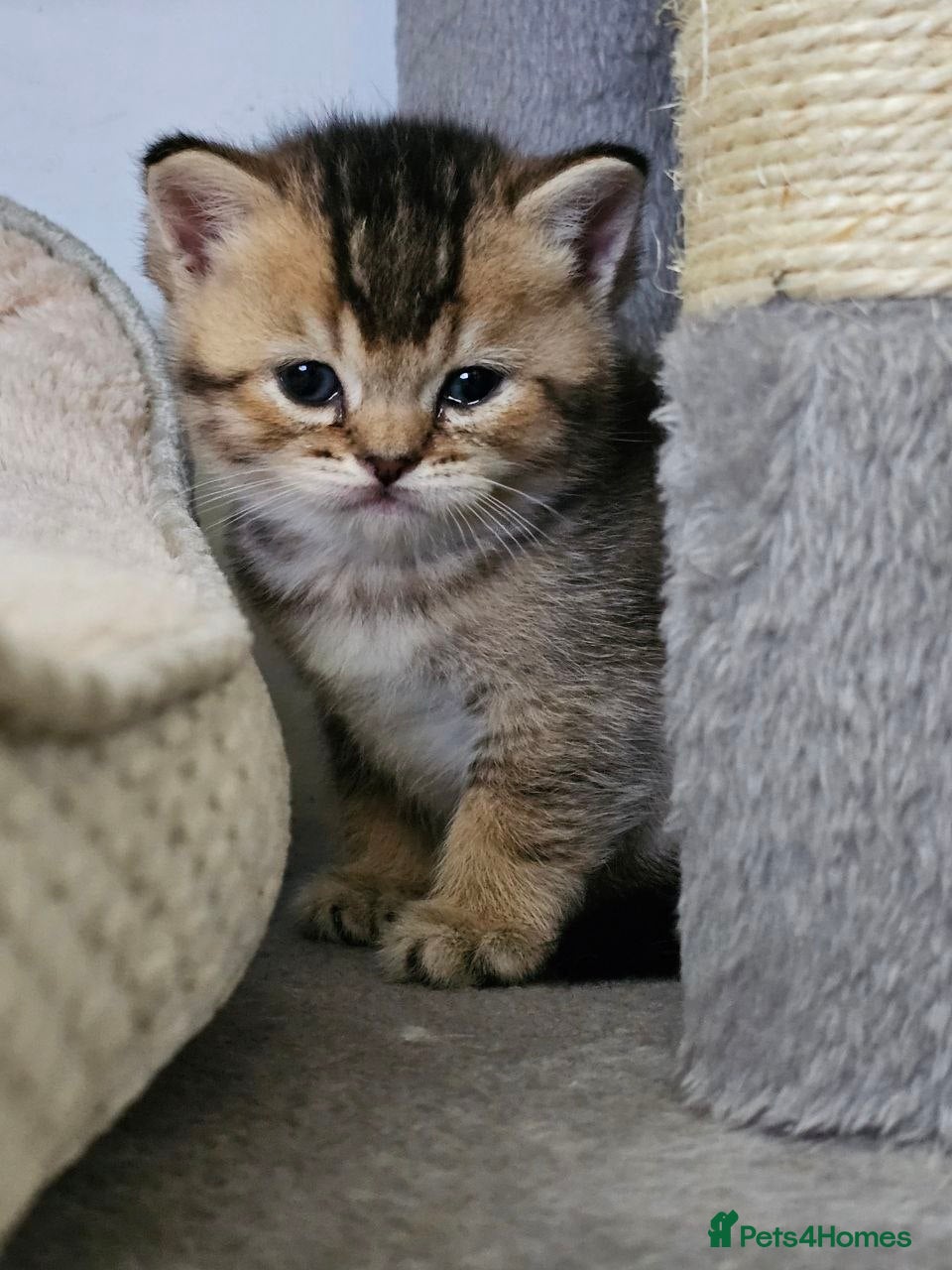 British Shorthair cats Blue Eyes British Shorthair - Advert 1