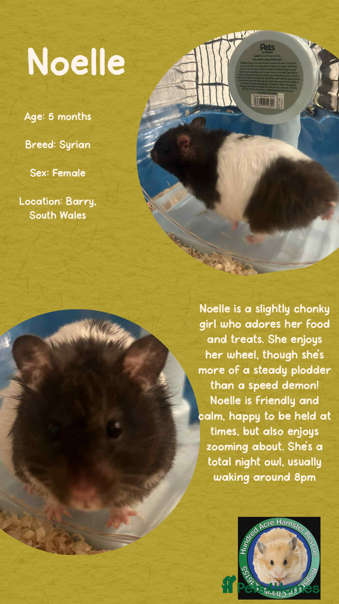 Hamster rodents for sale: Hamster  - Advert 1