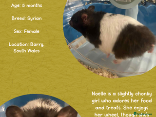 Hamster rodents Hamster - Advert 1