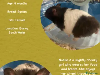 Hamster rodents Hamster - Advert 3