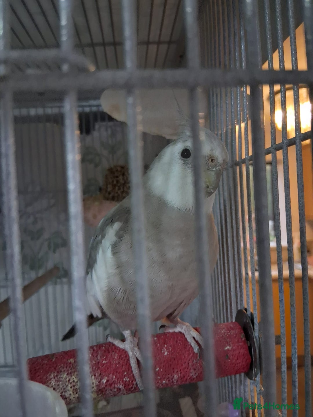 Cockatiels birds for sale: 4 cockatiels - Advert 1