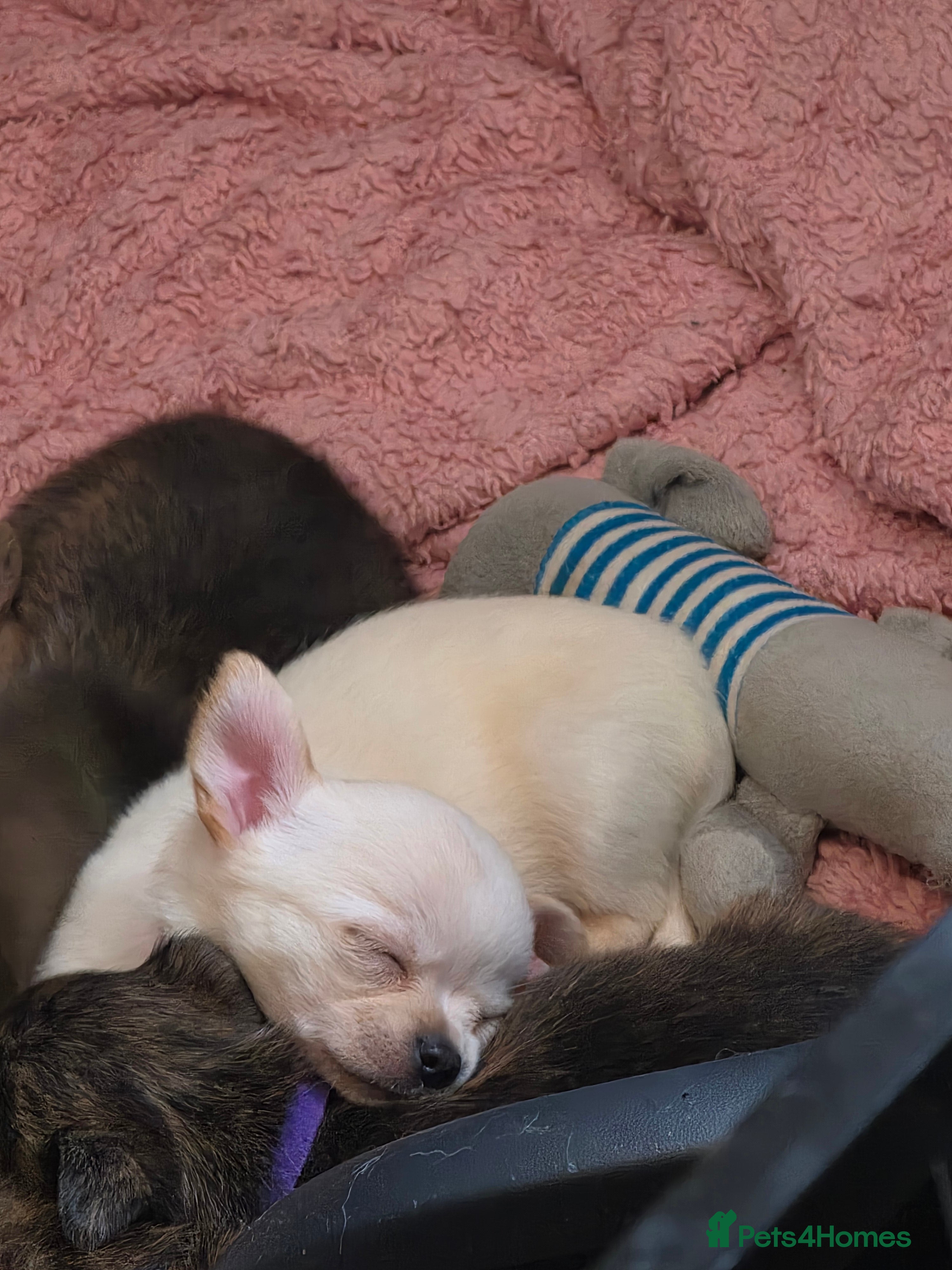 Chihuahua dogs VERY RARE Brindle Chihuahua Puppies - Advert 2