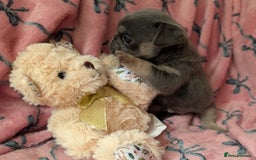 Pug dogs for sale: Quality PUG puppies. Fawn.Black and Blue/Tan - Image 11