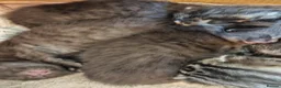 Mixed Breed cats for sale: Ready 4 days black boy kitten Siamese ragdoll mix  - Advert 28