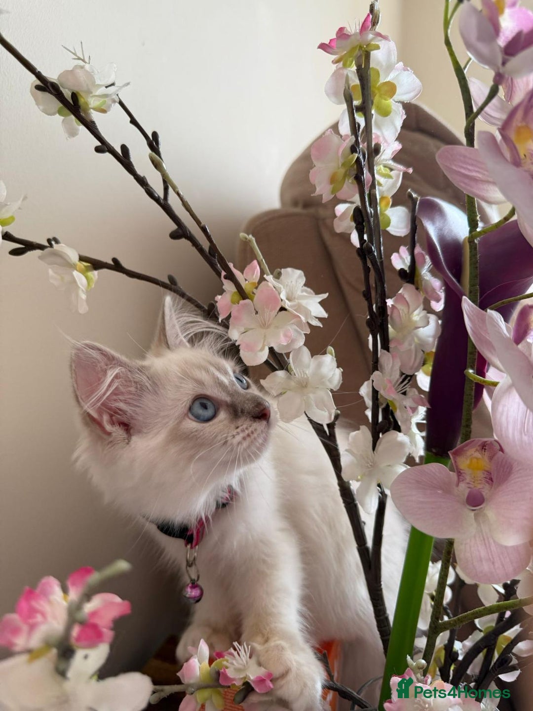 Ragdoll cats for sale: The Last Adorable Girl Ragdoll - Image 6