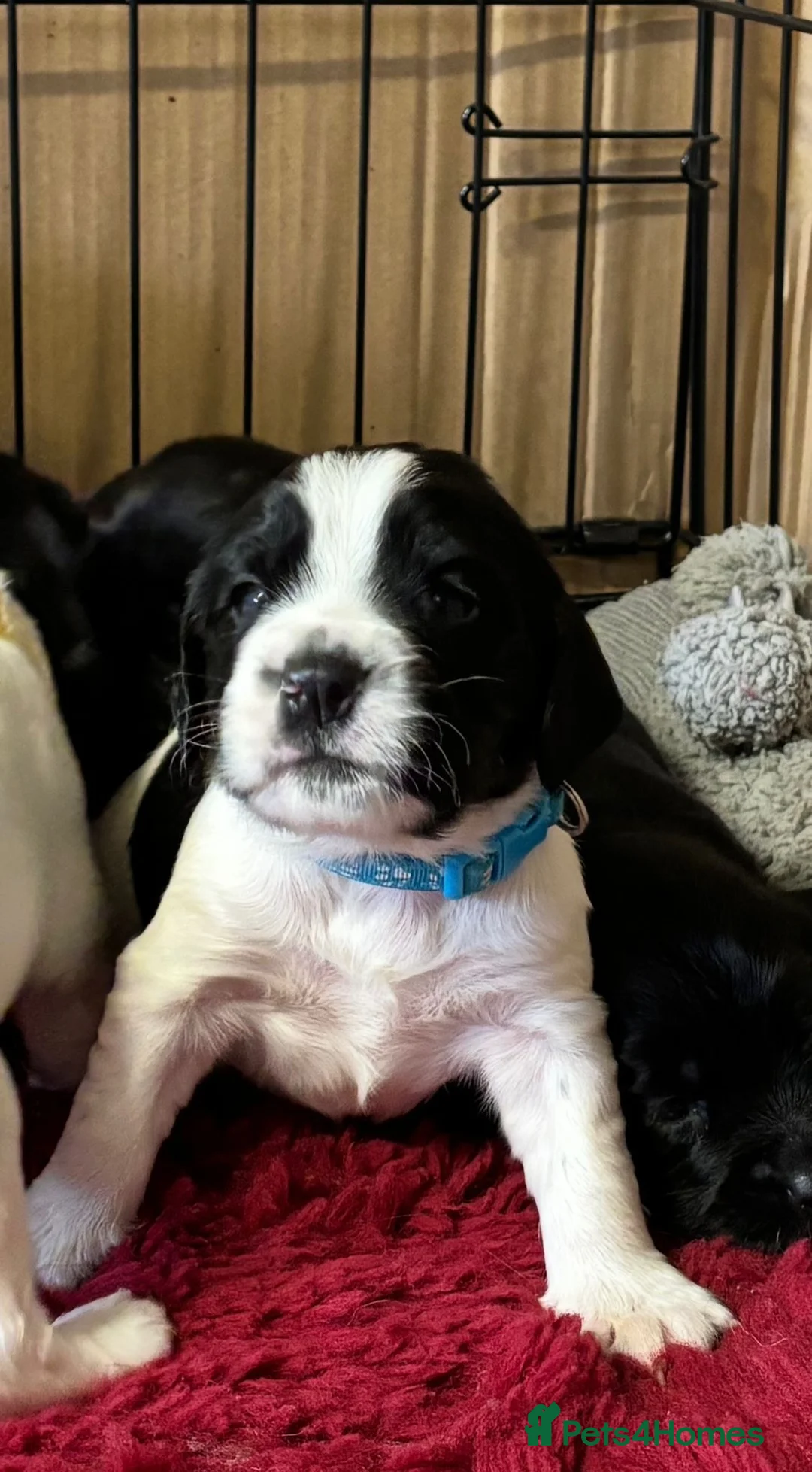 Sprocker dogs for sale: Adorable sprocker pups - Advert 5