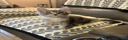Maine Coon cats for sale: 3 Beautiful Maine Coon kittens forsale in Ammanford - Advert 11