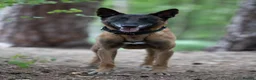 Belgian Shepherd Dog dogs for sale: Belgian Malinois available for active home  in Reading - Advert 5
