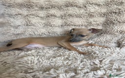 Italian Greyhound dogs for sale: 3/4 Italian greyhound puppies - Image 3