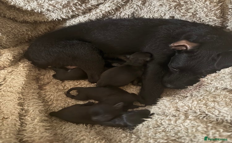 Mixed Breed dogs - Advert 4