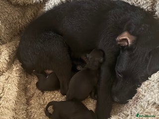 Mixed Breed dogs - Advert 1