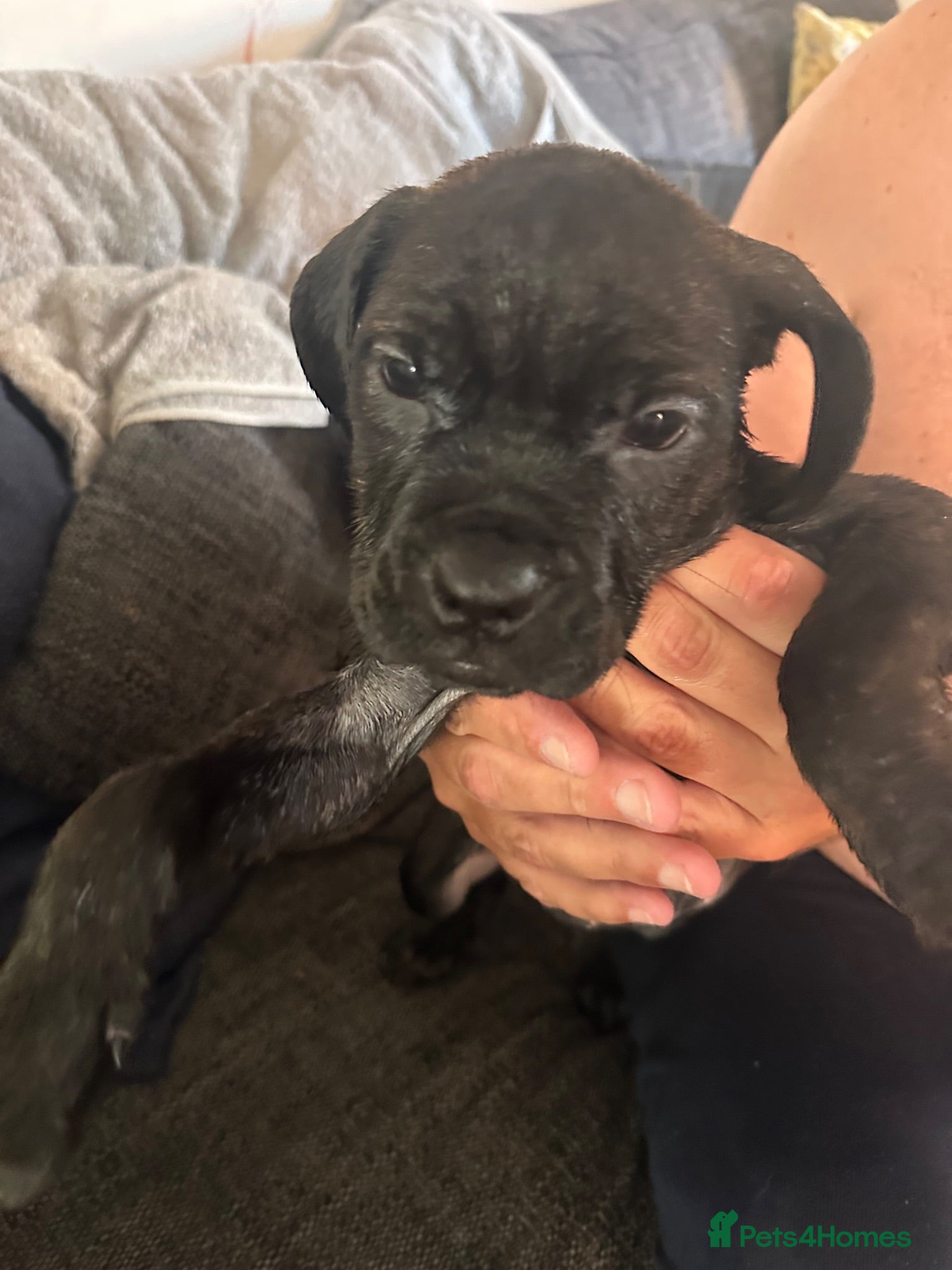 Mixed Breed dogs American bulldog x - Advert 14