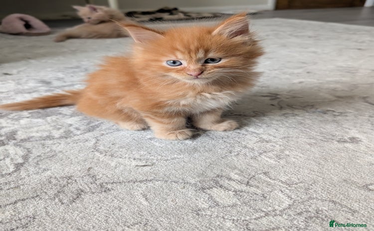 Maine Coon cats - Advert 15