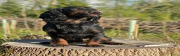 Cocker Spaniel dogs for stud: BEAUTIFUL Black and Tan ‘Brodie’ in Ross-on-Wye - Advert 3