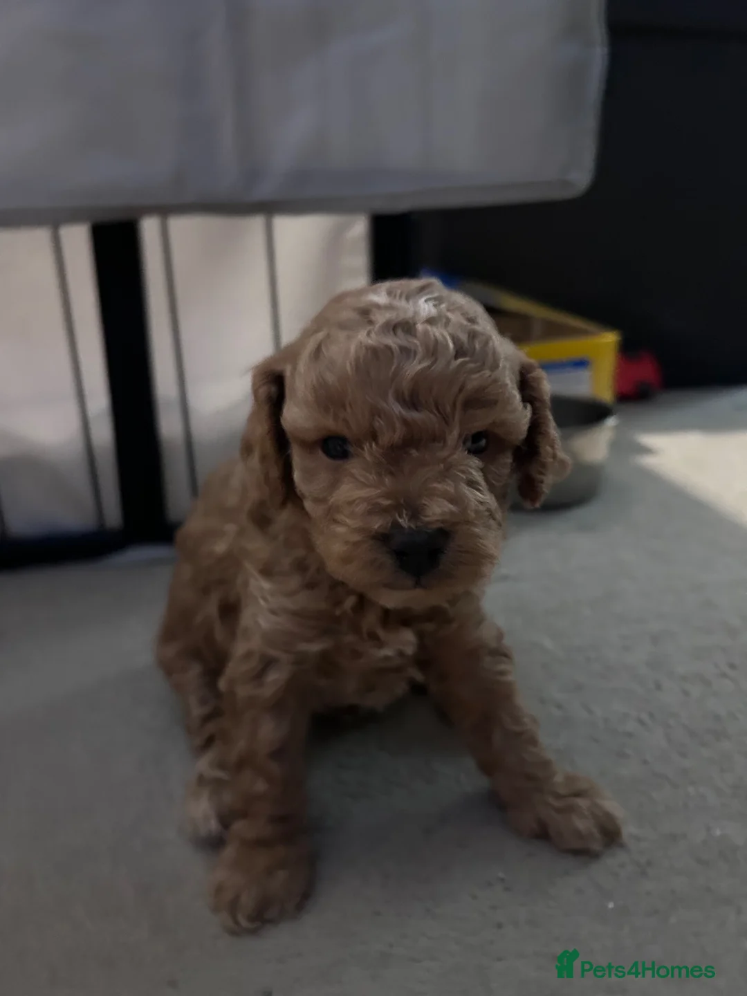 Cavapoo dogs for sale: Beautiful tiny f1bb cavapoo puppies PRA clear in Rainham - Advert 17