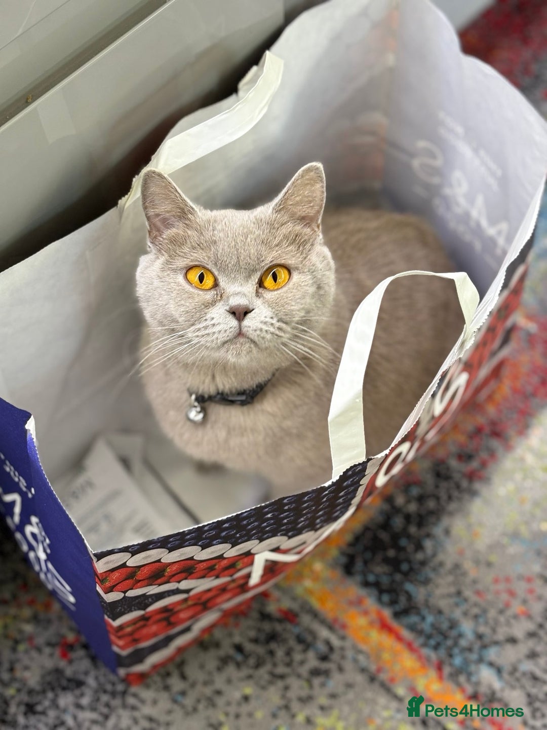 British Shorthair cats for sale: Luxury British Short-Choc& Bi-Coloured|07988240877 - Advert 3