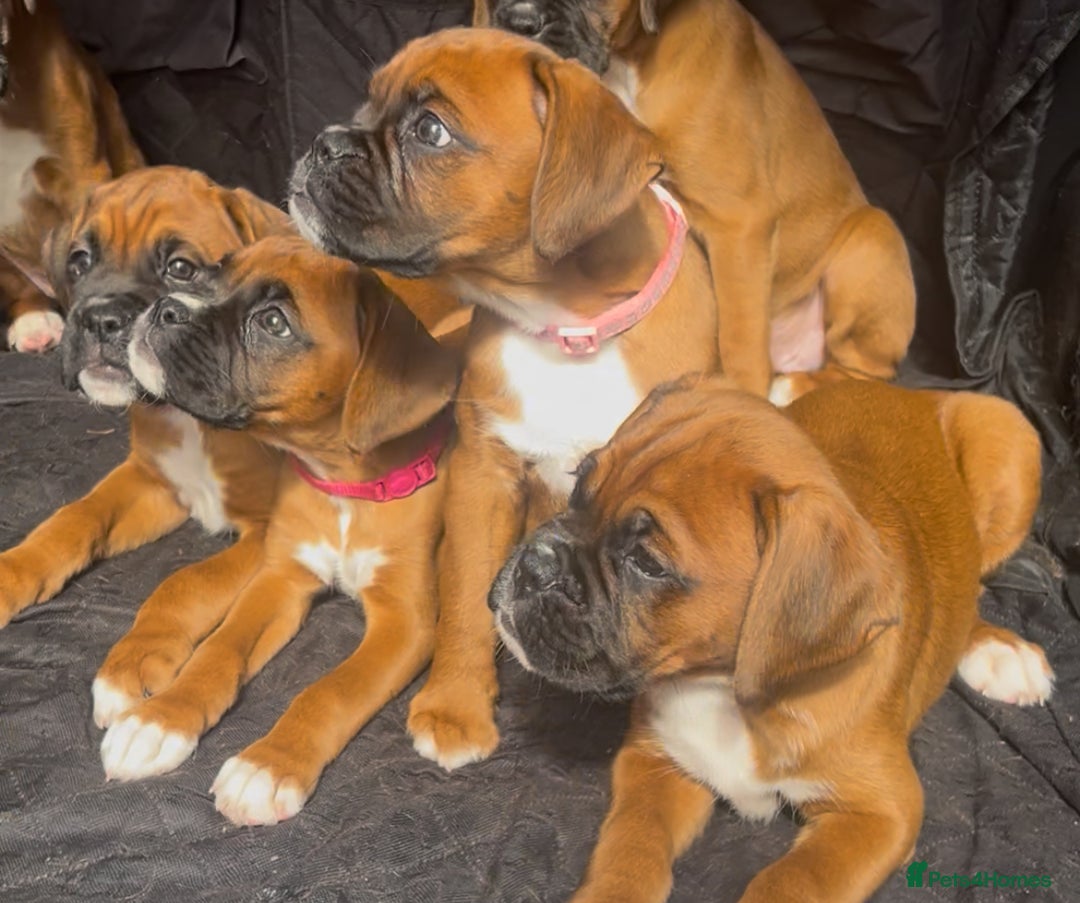 Boxer dogs for sale: Longtail girl  - ONLY 2girls remaining! KC heartscore 0, CHAMPlines - Image 4