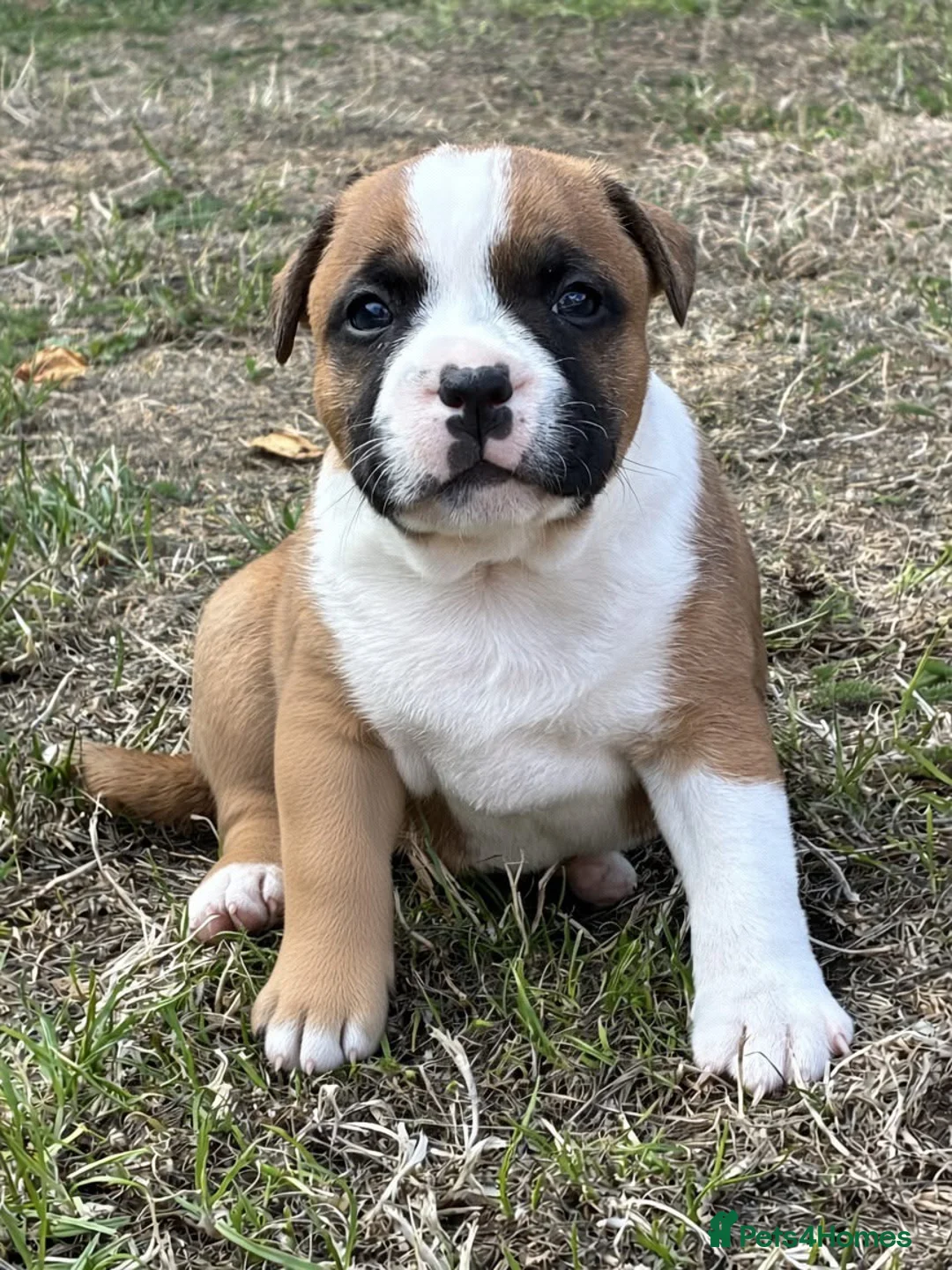 Staffordshire Bull Terrier dogs for sale: Top quality red and white sbt puppies in Liverpool - Advert 2