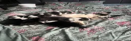 Welsh Corgi Pembroke dogs for sale: Looking for loving homes - Advert 2