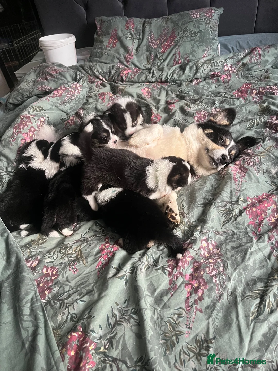 Welsh Corgi Pembroke dogs for sale: Looking for loving homes - Advert 2