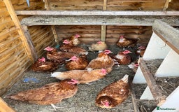 Chickens poultry for sale: Laying hens - Image 1