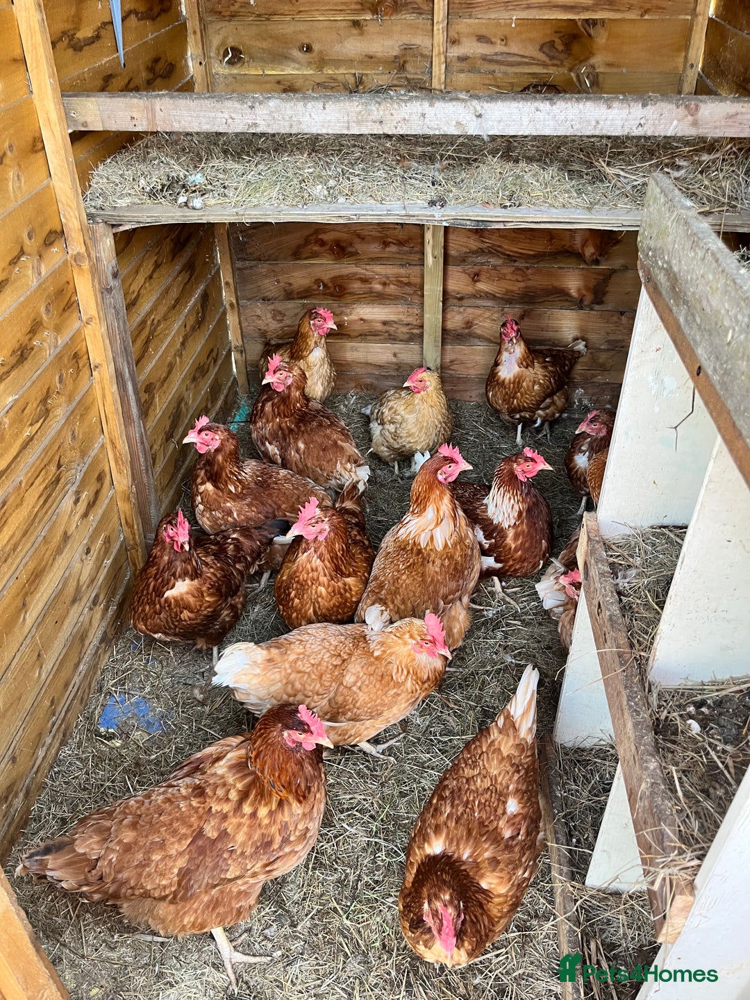 Chickens poultry for sale: Laying hens - Image 1