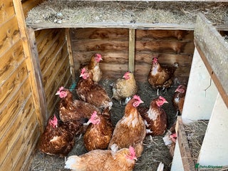 Chickens poultry - Advert 11