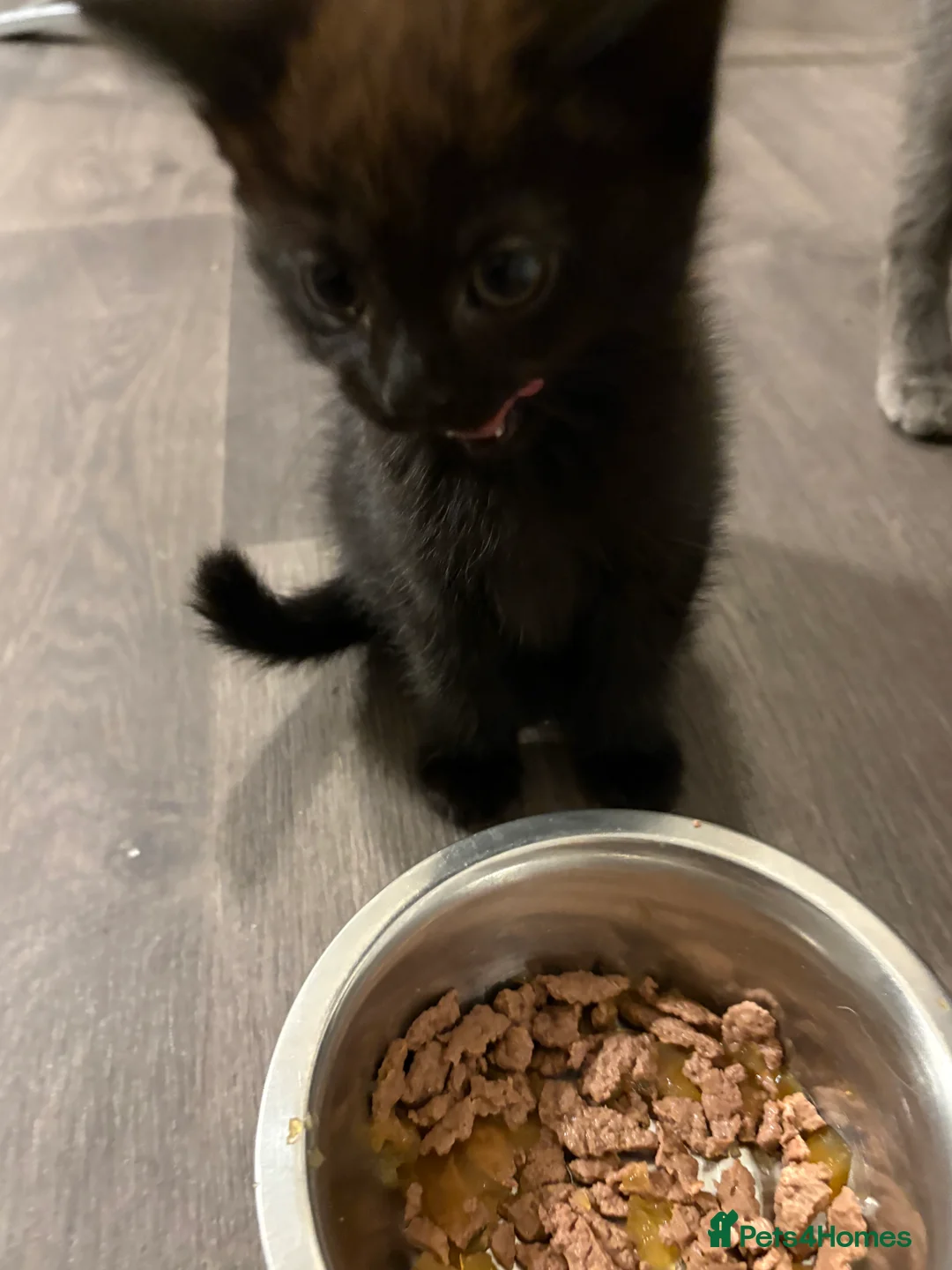 Norwegian Forest Cat cats for sale: Kittens  - Advert 2