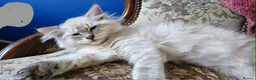 Siberian cats for sale: Beautiful Siberian kittens - Advert 4