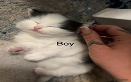 Ragdoll cats for sale: (2 GIRLS LEFT) 3 BiColour Ragdoll Ready in 3Weeks - Image 7