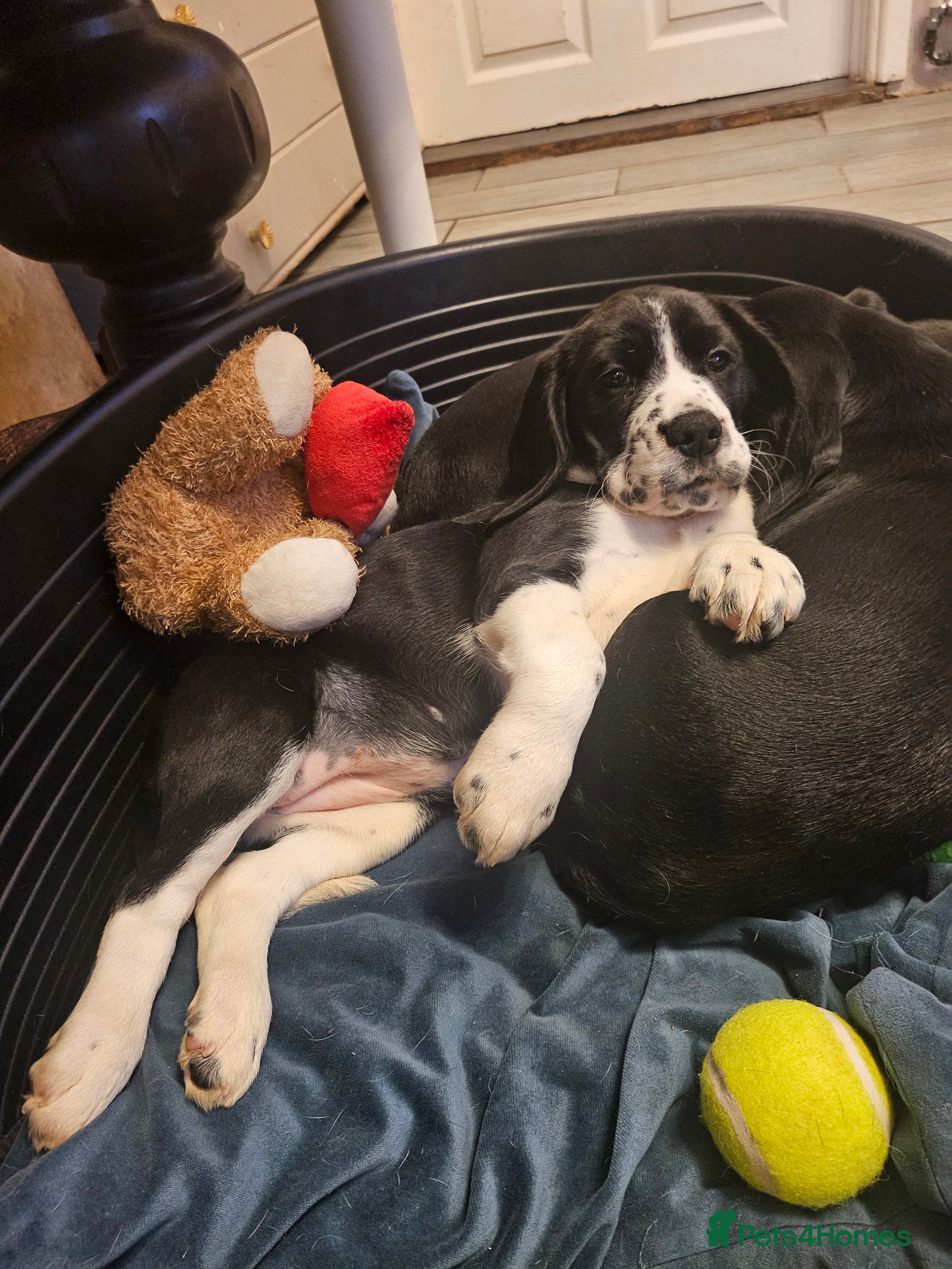 Bocker dogs Beagle cross with cooker spaniel  - Advert 5