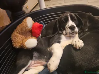 Bocker dogs Beagle cross with cooker spaniel - Advert 5