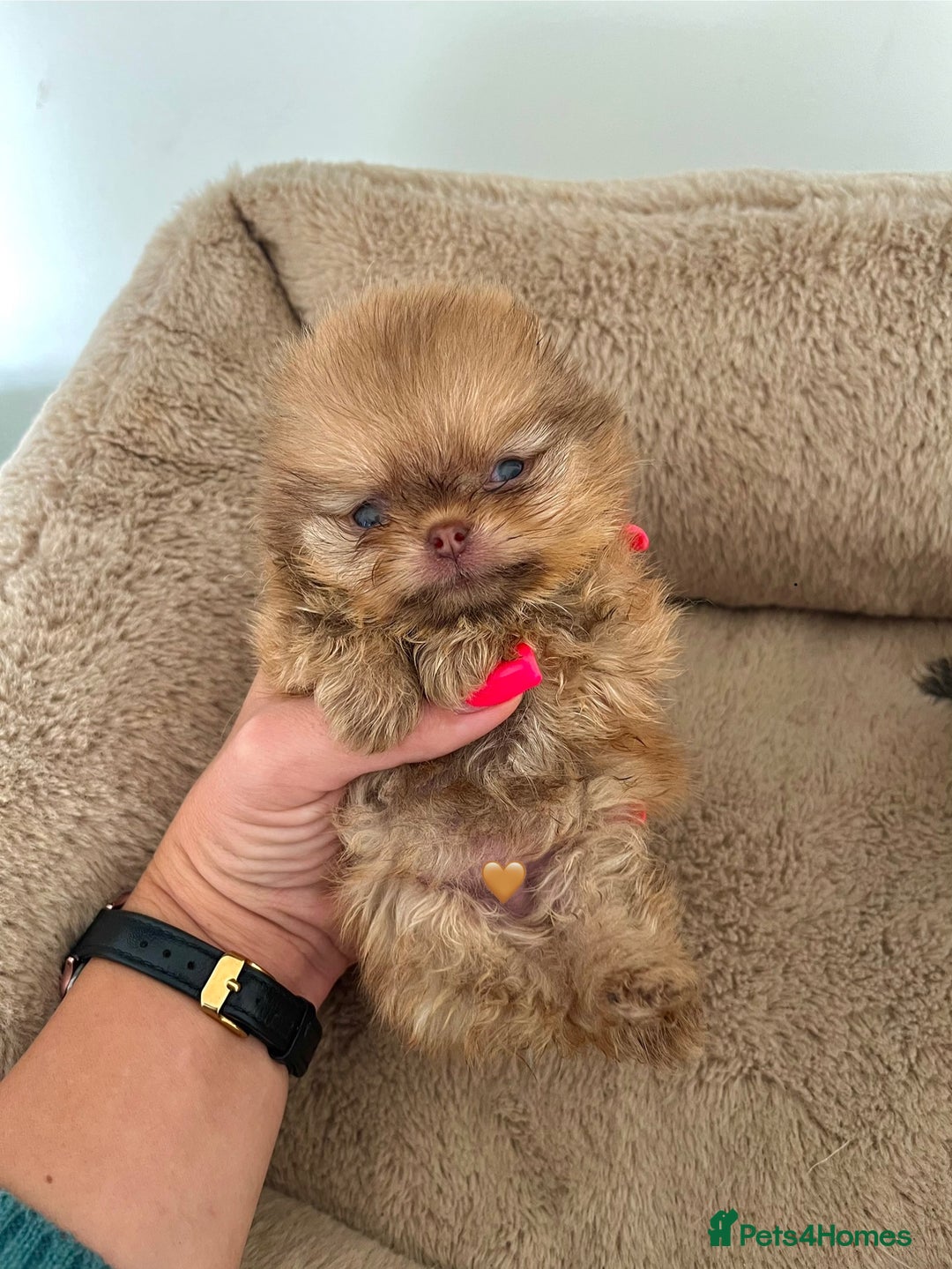 Pomeranian dogs for sale: Extremely Small🐻High Quality🏆Rare Beauty 🔥 - Advert 6