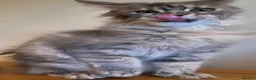 Maine Coon cats for sale: 😻 Blue Tabby Maine Coon XXL Russian Line Female  - Advert 15
