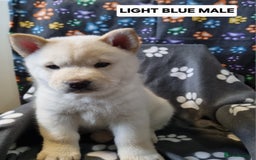 Mixed Breed dogs for sale: Chowsky pups - Image 1