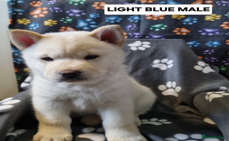 Mixed Breed dogs - Advert 8