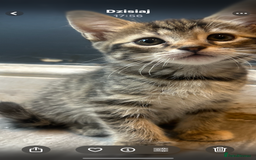 Mixed Breed cats for sale: Kittens  - Image 2