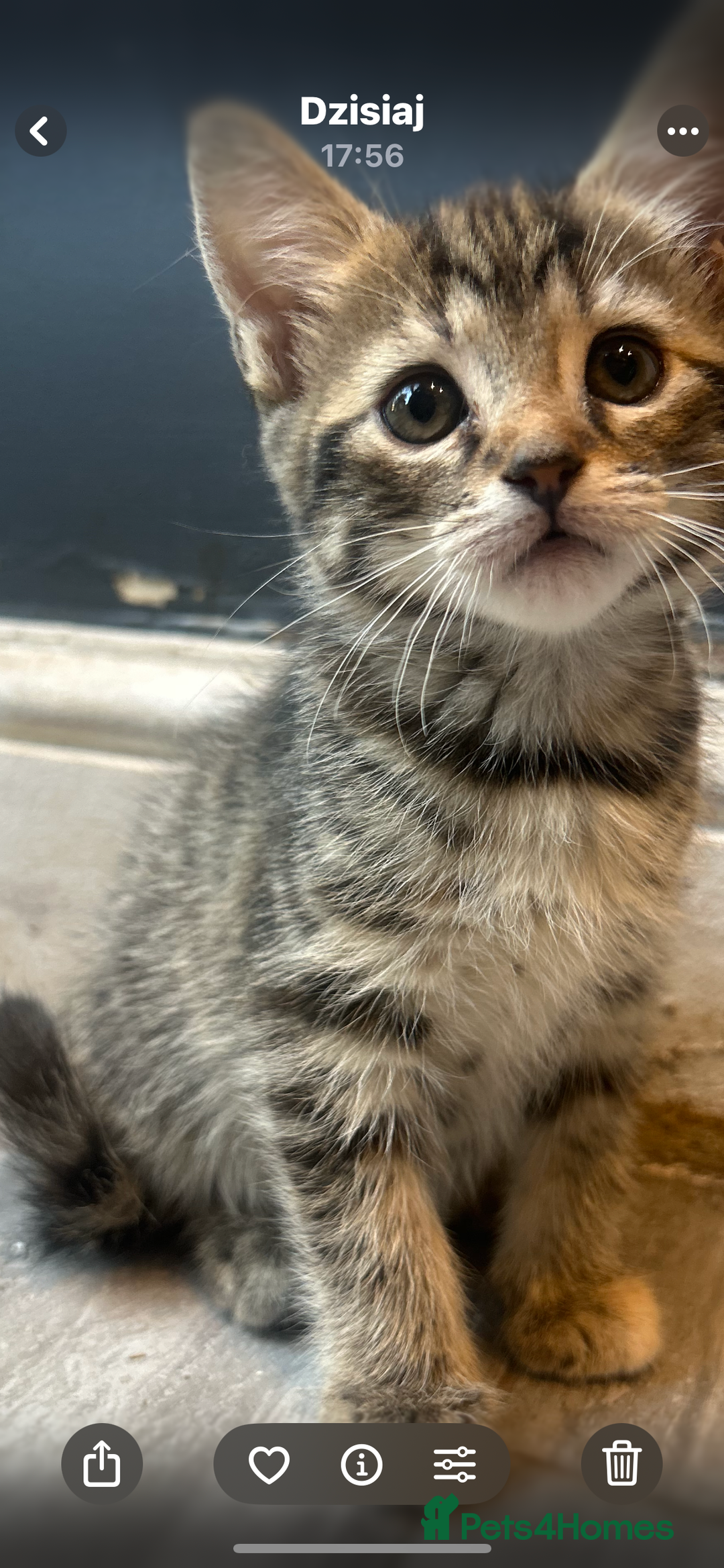 Mixed Breed cats for sale: Kittens  - Image 2