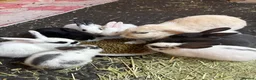 Mixed Breed rabbits for sale: 9 baby bunnies very soon ready for loving homes - Advert 2